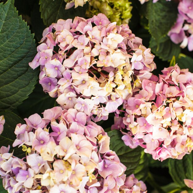 Fiori di ortensia rosa sul cespuglio nel giardino fiorito