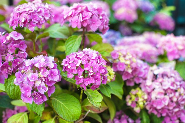 Fiori di ortensia rosa sul cespuglio nel giardino fiorito