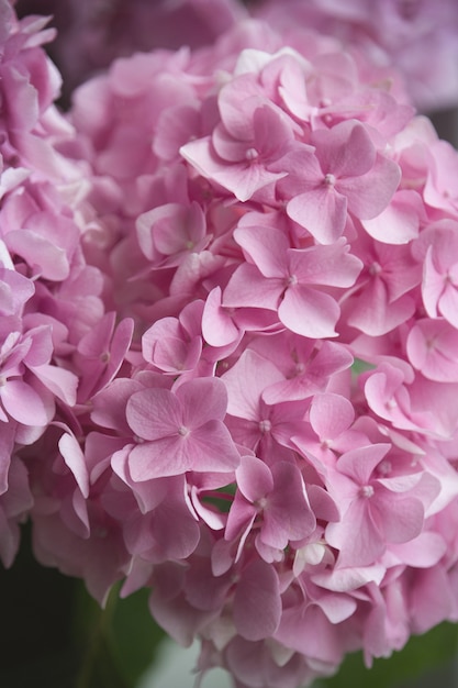 Fiori di ortensia rosa