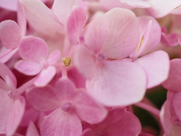 fiori di Ortensia tenero romantico sfondo floreale