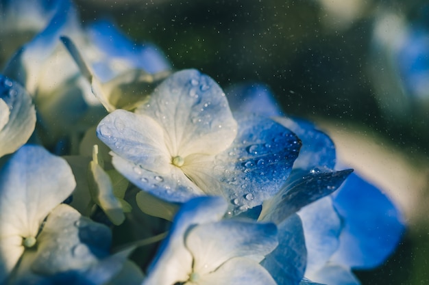 Fiori di ortensie blu con spruzzi di pioggia