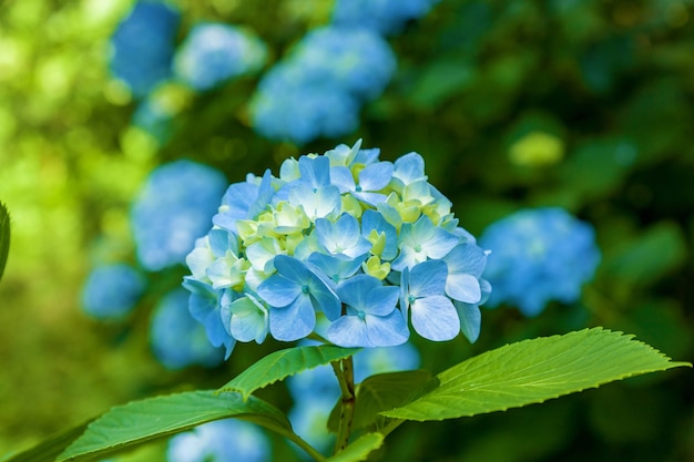 Fiori di ortensie blu, ortensie blu di ortensie estive