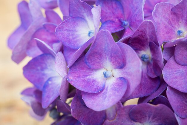 Fiori di ortensie blu