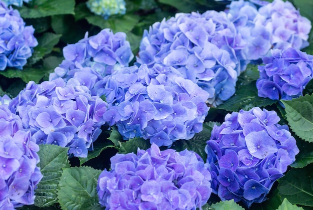 Fiori di ortensie viola in giardino