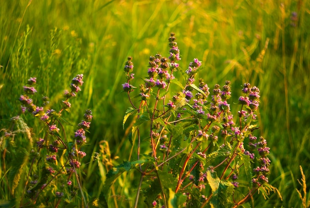 Fiori di ortica in erba verde