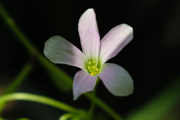 fiori di Oxalis rosa chiaro Una vista del primo piano degli stami gialloverdi nei fiori