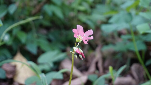 fiori di Oxalis tetraphylla conosciuti anche come Iron Cross Oxalis Quattro foglie sorella rosa