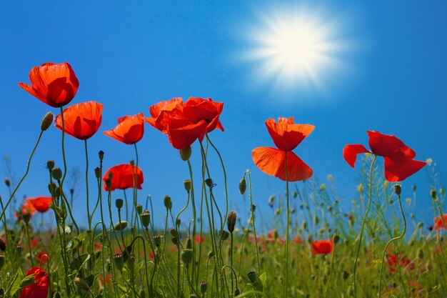 Fiori di papavero contro il cielo con il sole