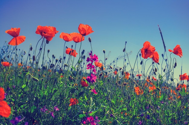 Fiori di papavero contro il cielo