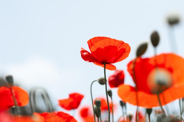 Fiori di papavero rossi contro il cielo