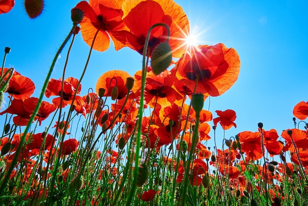 Fiori di papavero rossi in fiore in campo verde contro il cielo blu con raggi di sole bellissime terre naturali