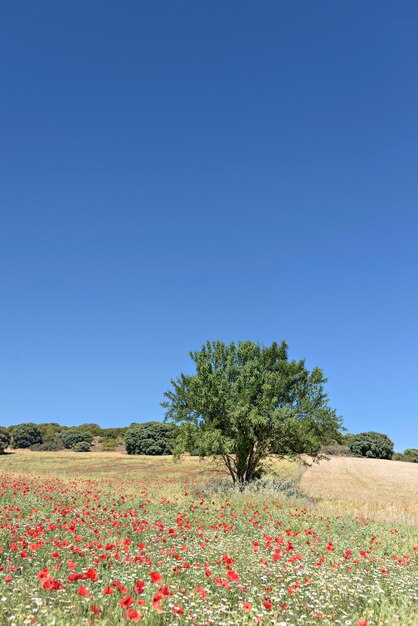 Fiori di papavero rossi nel campo Prato di fiori di campo con papaveri contro il cielo in primavera