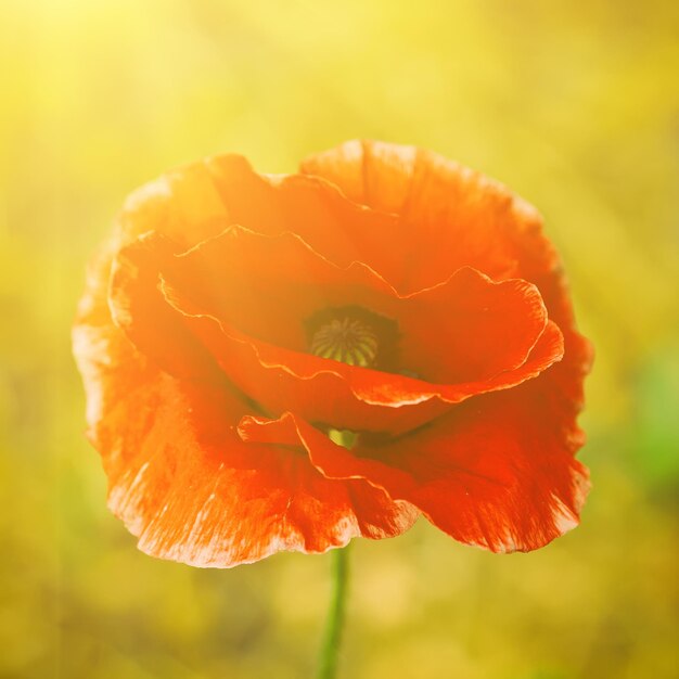 Fiori di papavero rosso che sbocciano nel campo di erba verde floreale soleggiato naturale sfondo primaverile può essere utilizzato come immagine per il giorno del ricordo e della riconciliazione