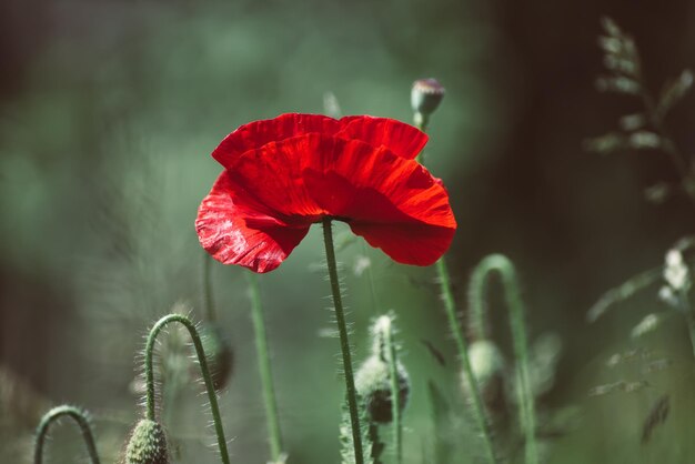 Fiori di papavero rosso che sbocciano nel campo di erba verde, sfondo floreale naturale primaverile, possono essere utilizzati come immagine per il giorno del ricordo e della riconciliazione