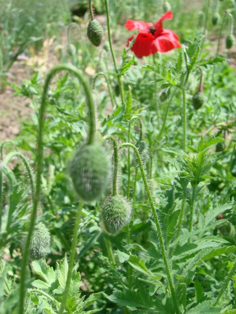 Fiori di papavero rosso con un'ape e campi di grano sullo sfondo Papavero comune Papaver rhoeas