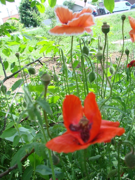 Fiori di papavero rosso con un'ape e campi di grano sullo sfondo Papavero comune Papaver rhoeas