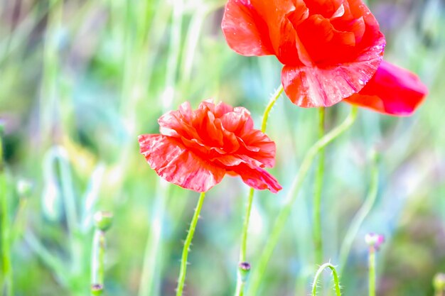 Fiori di papavero rosso Fiori di campo sul campo estivo