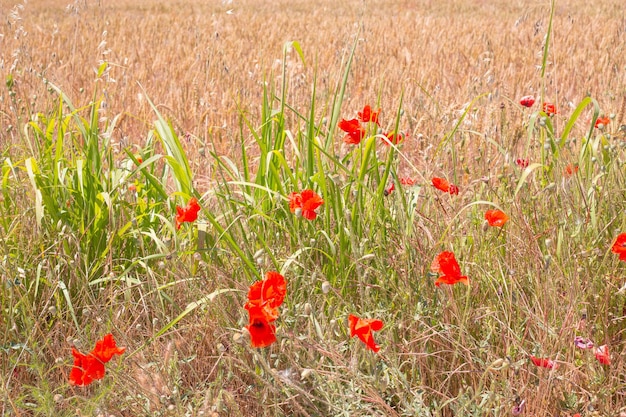 Fiori di papavero rosso in un campo con grano maturo Bellissimo sfondo naturale
