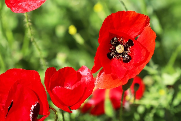 Fiori di papavero rosso in un campo selvaggio.