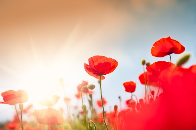 Fiori di papavero rosso selvatico alla luce del sole del mattino. Immagine macro con piccola profondità di campo