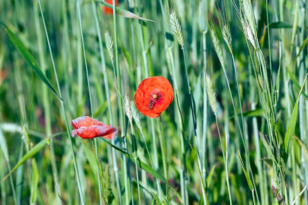 fiori di papavero rosso