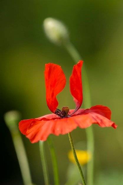 fiori di papavero rosso