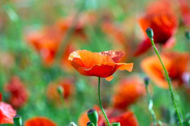 fiori di papavero rosso