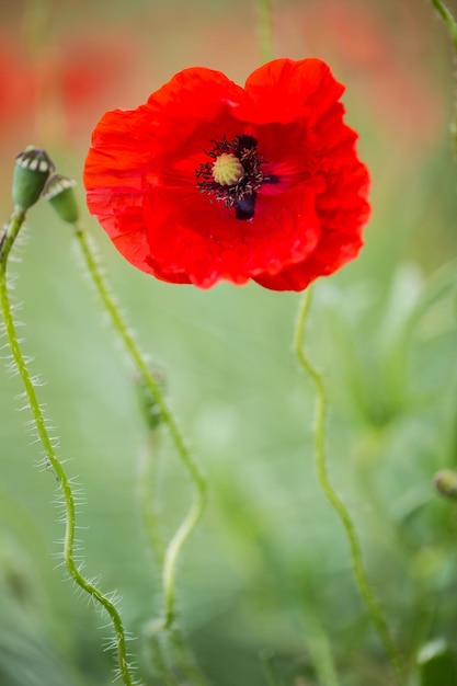 Fiori di papavero selvatico del primo piano in un campo.