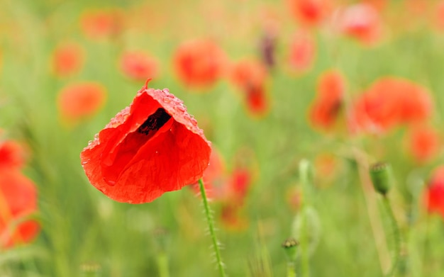 Fiori di papavero selvatico rosso brillante, gocce di pioggia su petali, che crescono nel campo di grano verde non maturo