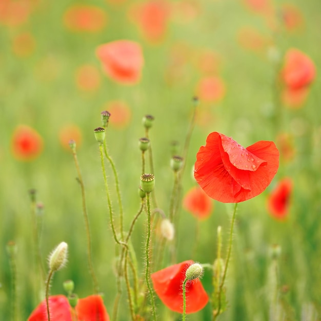 Fiori di papavero selvatico rosso brillante, petali bagnati dalla pioggia, che crescono in campo verde, dettaglio primo piano