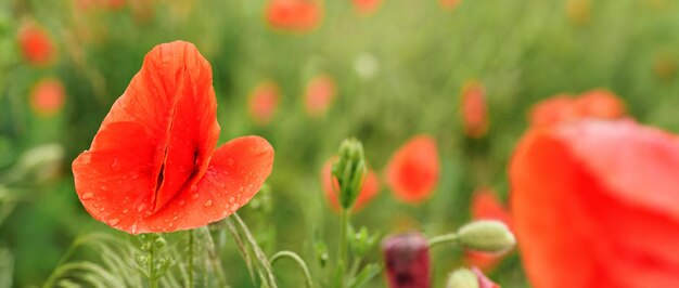 Fiori di papavero selvatico rosso brillante, petali bagnati dalla pioggia, che crescono nel campo di grano verde non maturo