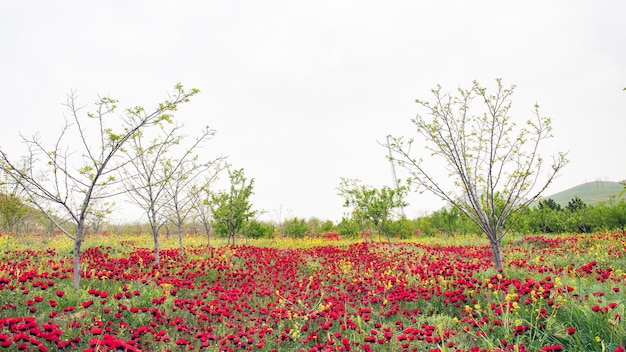 Fiori di papavero selvatico rosso nel frutteto