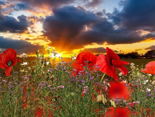 fiori di papavero sul campo al tramonto nuvole drammatiche sul banner del modello di sfondo estivo del cielo