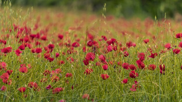 Fiori di papavero sul primo piano del campo