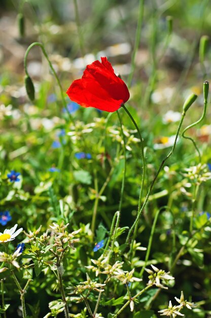 fiori di papavero