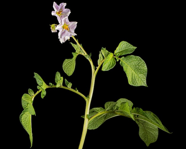 Fiori di patata rosa isolati su sfondo nero