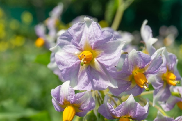 Fiori di patate su un cespuglio sotto il sole splendente