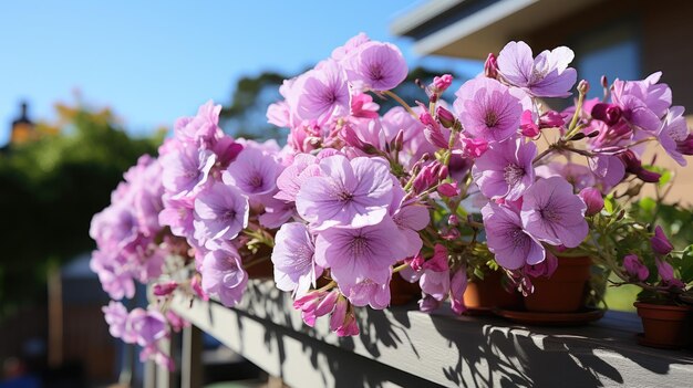 Fiori di pelargonium viola che crescono sul balcone