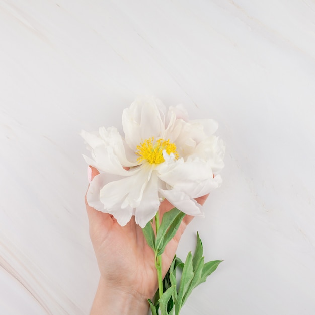 Fiori di peonia bianca su sfondo di marmo