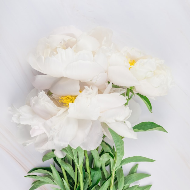 Fiori di peonia bianca su sfondo di marmo