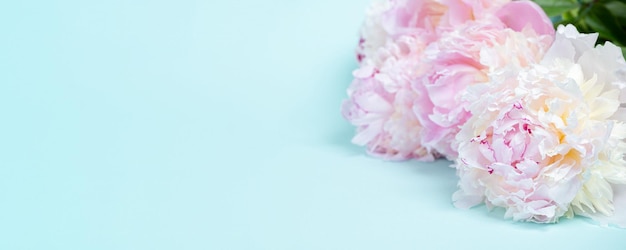 Fiori di peonia colorati su sfondo blu Spazio di copia banner