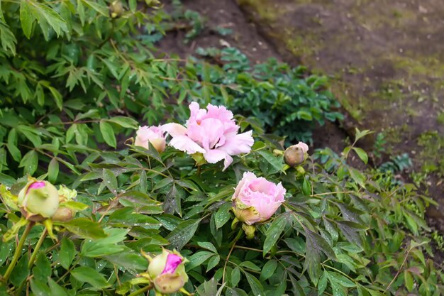 Fiori di peonia con petali di spugna nel giardino primaverile