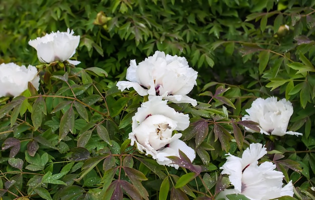 Fiori di peonia con petali di spugna nel giardino primaverile