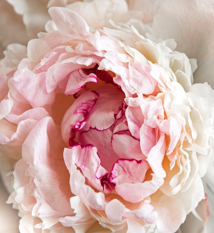 Foto fiori di peonia rosa chiaro freschi come superficie naturale