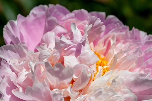 Fiori di peonia rosa in estate