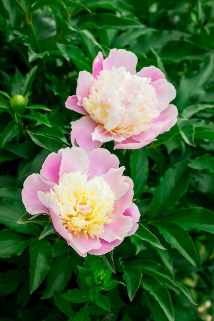 Fiori di peonia rosa in giardino. I fiori creano un ambiente accogliente e adornano la famiglia