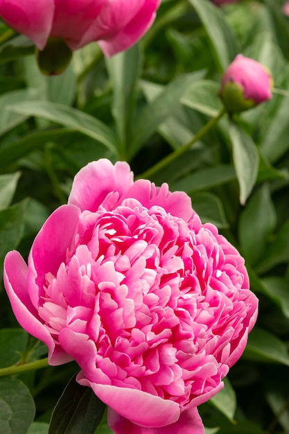 Fiori di peonia rosa in giardino su sfondo verde. Avvicinamento