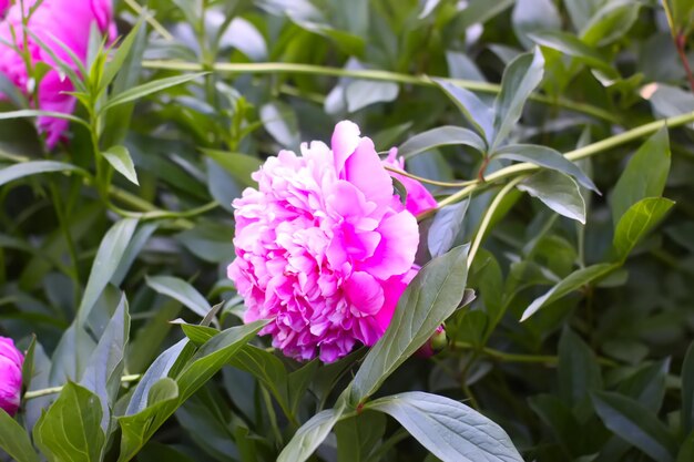 Fiori di peonia rosa in piena fioritura Bellissime piante ornamentali nella stagione della fioritura