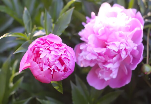 Fiori di peonia rosa in piena fioritura Bellissime piante ornamentali nella stagione della fioritura