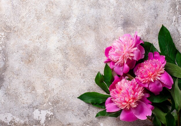 Fiori di peonia rosa su superficie chiara